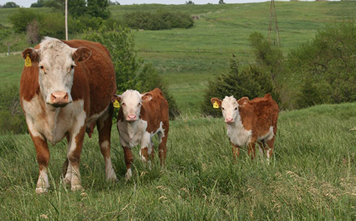 Hereford cow with two calves