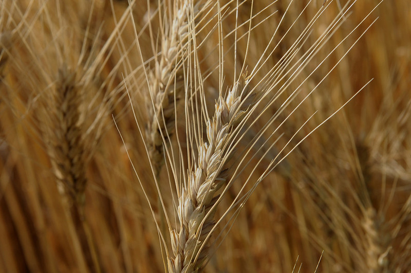 Closeup, mature wheat head