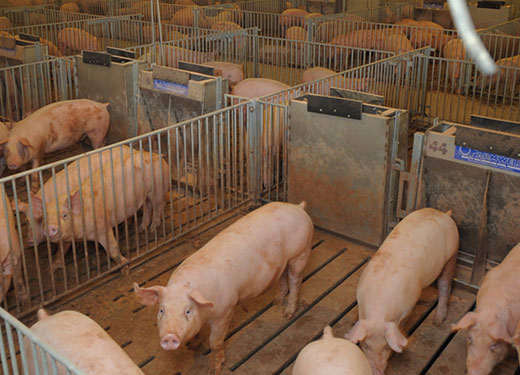 Pigs in pens at processing facility