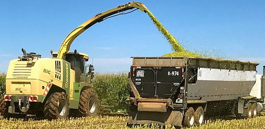 silage being cut and loaded to truck