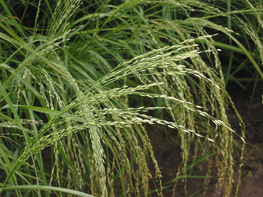 Teff grass, close up photo Teff grass, close up photo