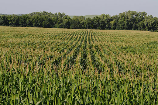 Kansas wheat field, green wheat Kansas wheat field, green wheat