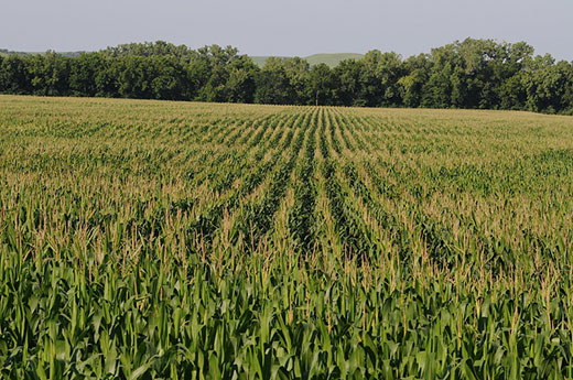 Kansas wheat field, green wheat
