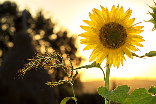 Bright yellow sunflower, with sun in background