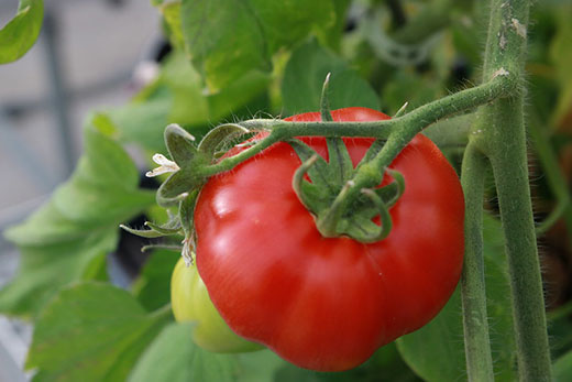 Large red tomato on the vine