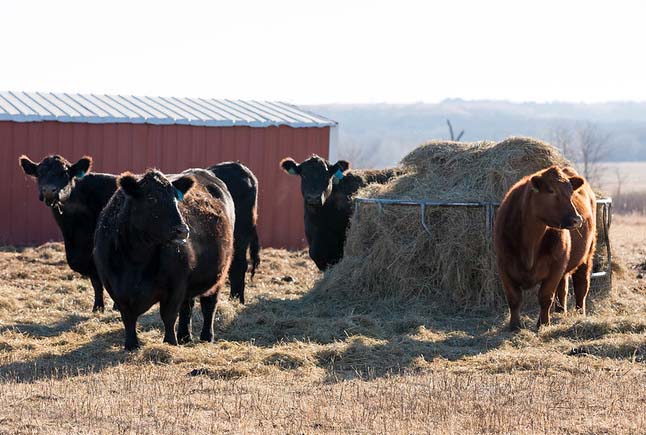 winter cows eating hay
