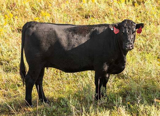 commercial angus cow on pasture