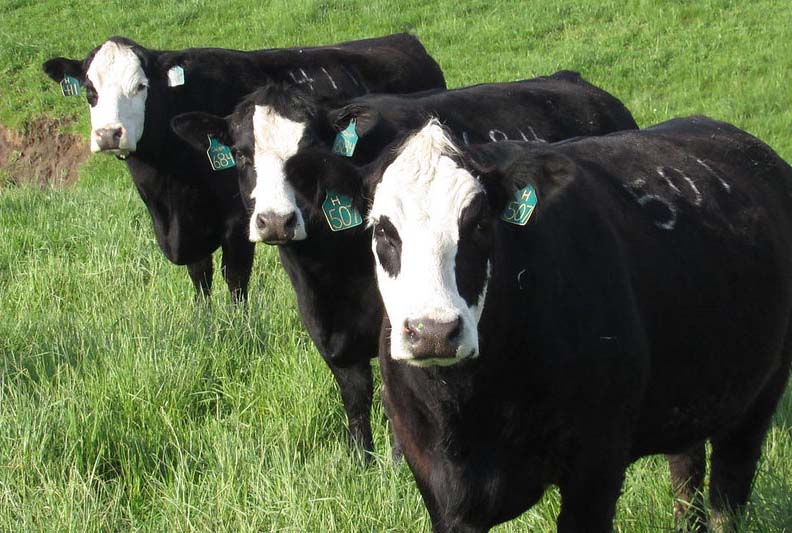 three baldy beef cows