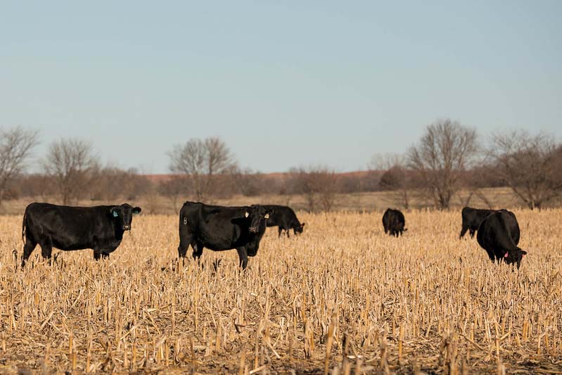 beef cattle grazing corn stalks