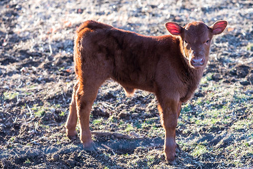 small brown calf standing in grass field
