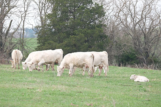 white charolais cattle grazing on grass