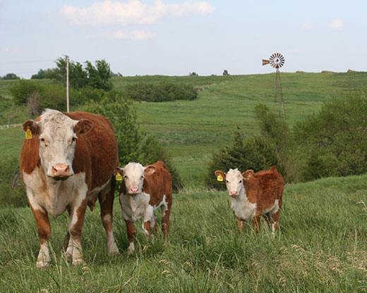 Hereford cow and two heifers on green pasture