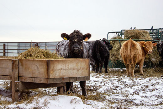brown cow standing in snow at hay bin