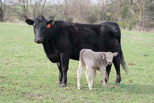 Black cow and white calf, spring pair