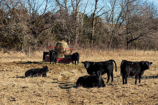 black heifers standing near hay feeder