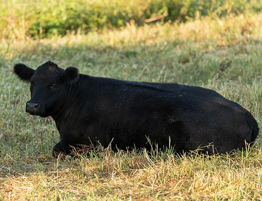 black heifer resting in pasture