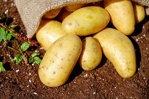 Fully grown potatoes on rich soil