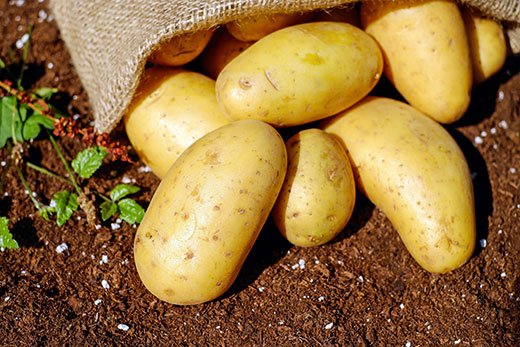Fully grown potatoes on rich soil Fully grown potatoes on rich soil