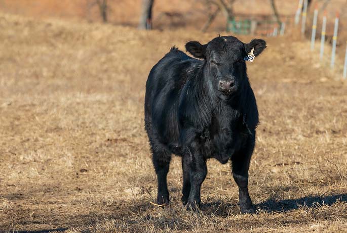 Single Angus Bull Single Angus Bull
