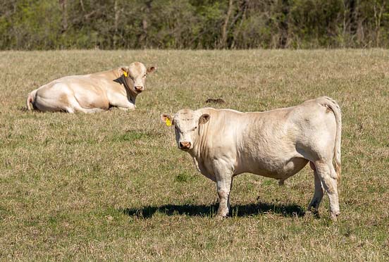 Two white charolais bulls standing in pasture