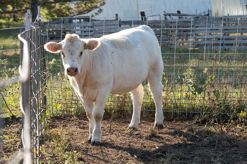 Charolais yearling Charolais yearling