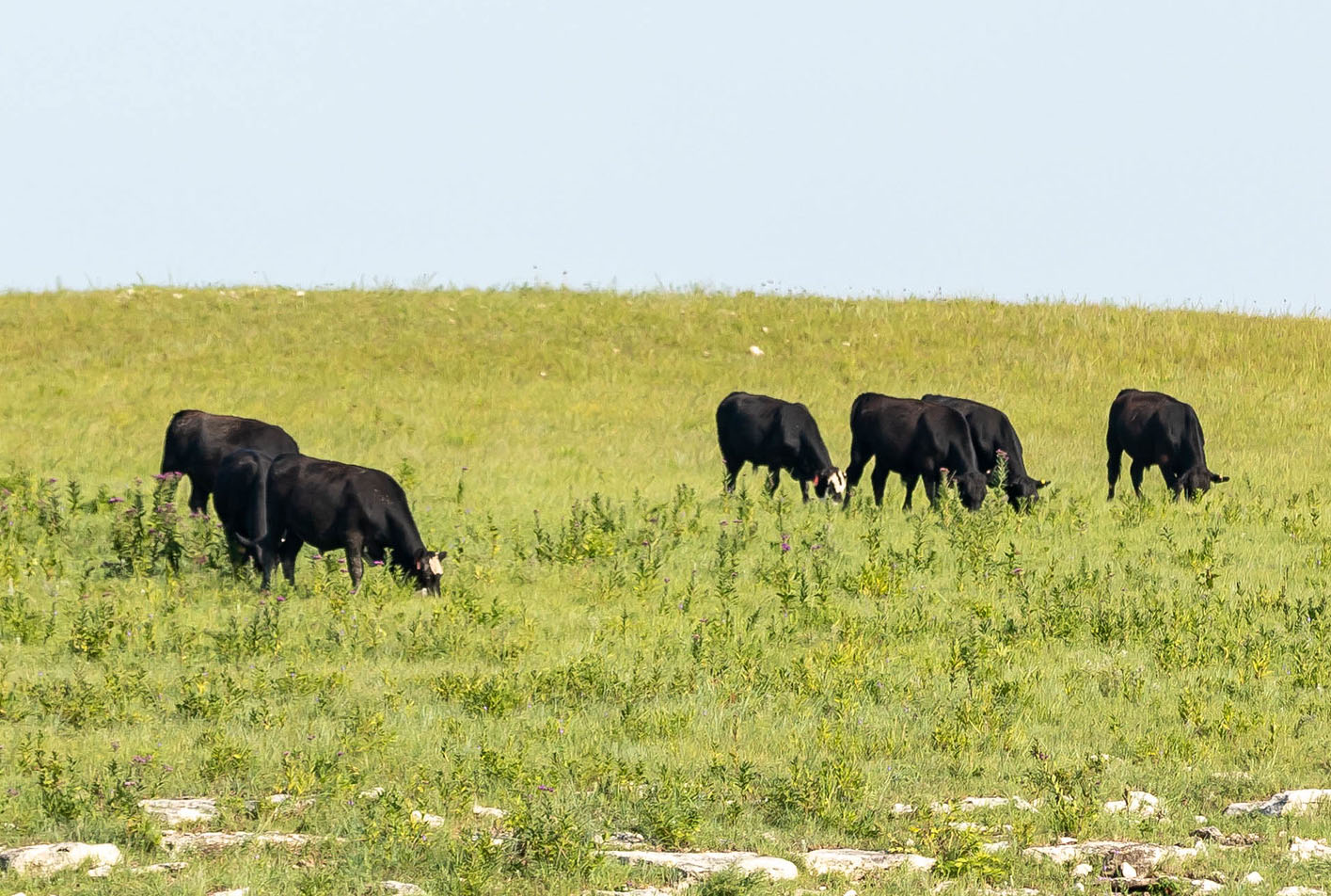 commercial cows summer grazing commercial cows summer grazing