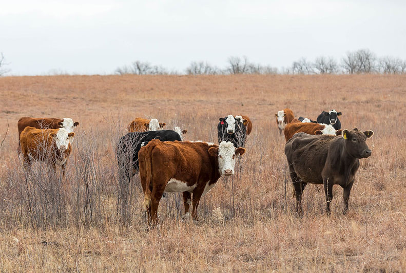 thin cows on fall pasture