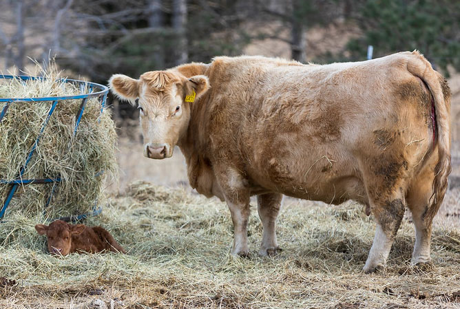 newborn calf by hay feeder