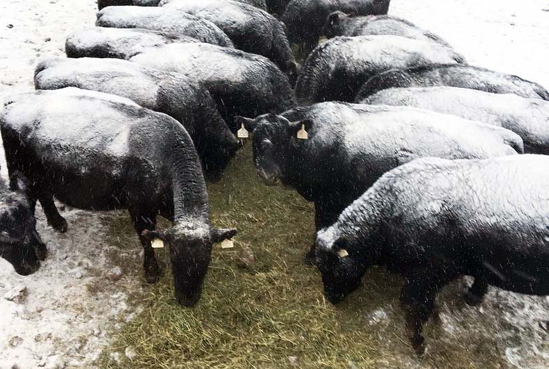 cattle eating in snow