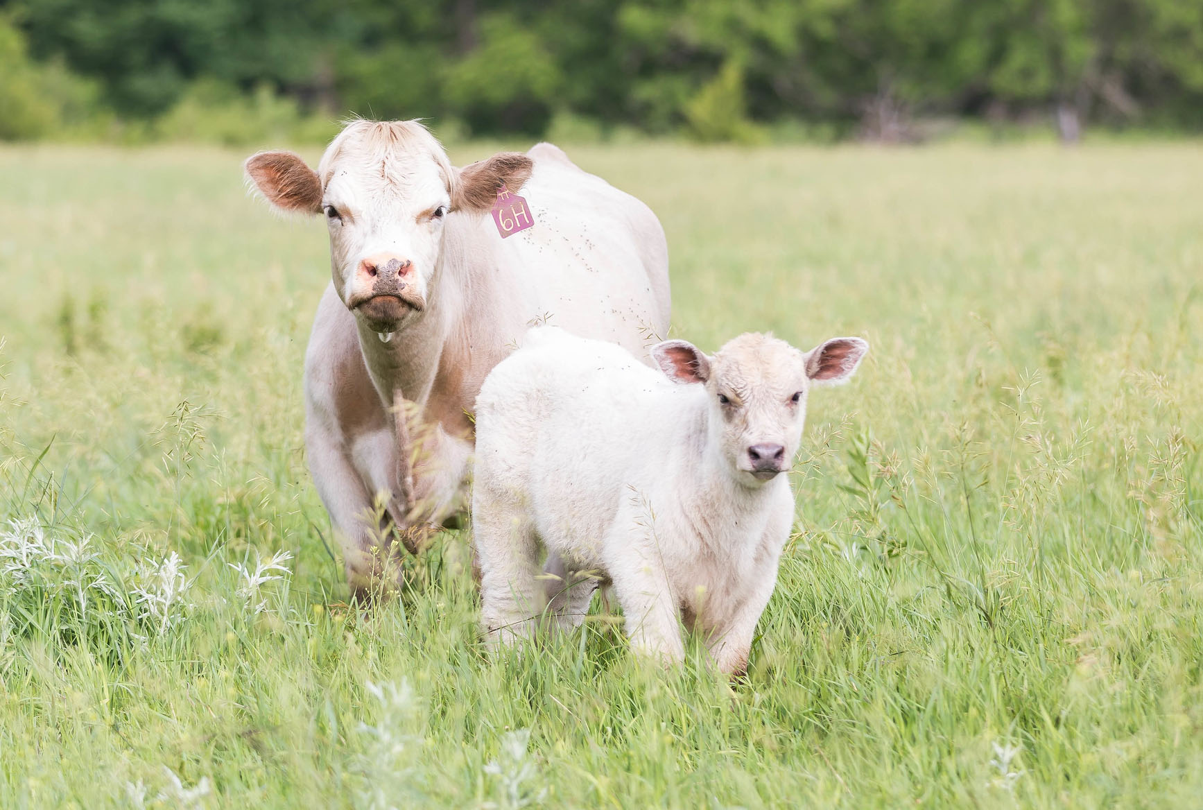 Charolais Cow Calf Pair