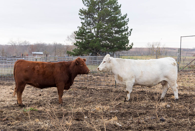 bred heifer vs cow