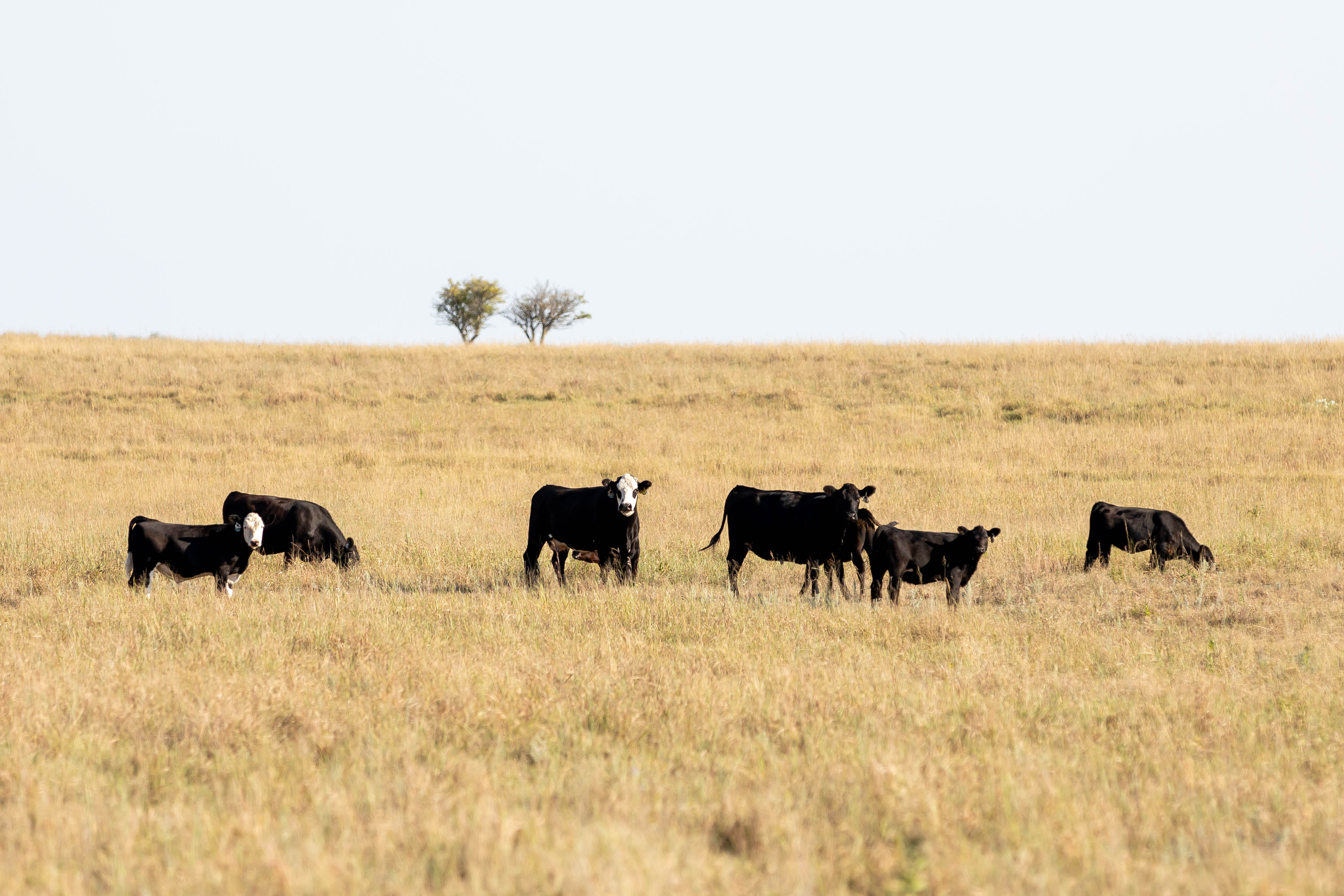 Fall Cows and Calves Pasture Fall Cows and Calves Pasture
