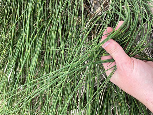 white hand holding horsetail weed