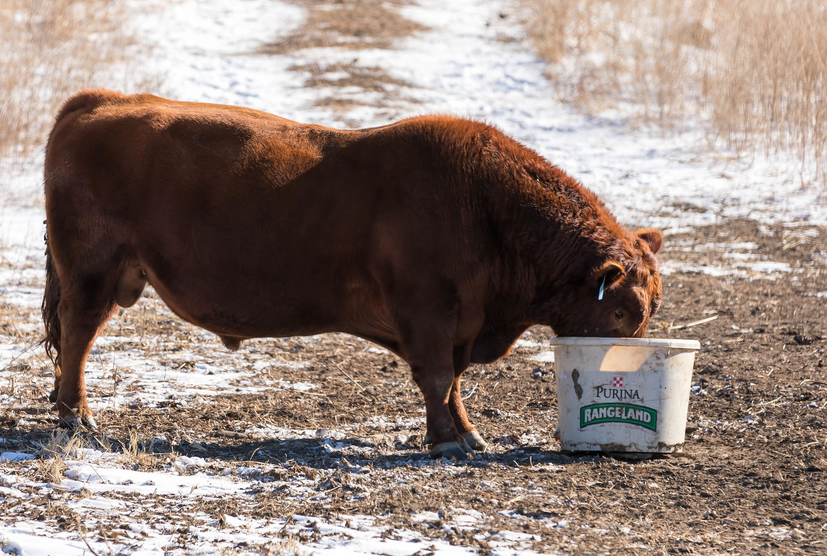 Red Angus Bull in Winter