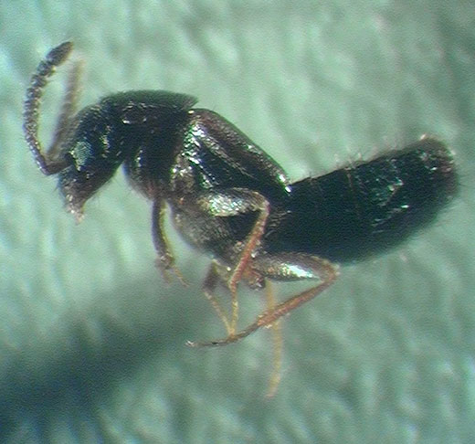 Closeup, adult rove beetle