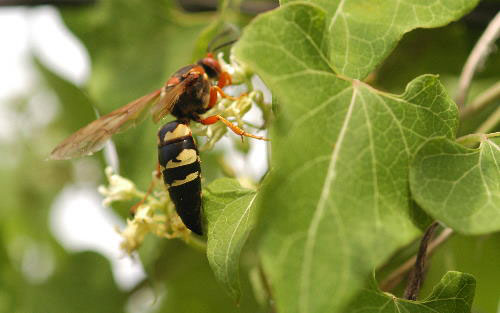 Cicada killer wasp, red wings and eyes on milkweed