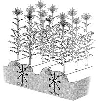 Schematic of dripline arrangement for corn production 