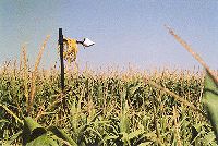 Infrared thermometer viewing deficit irrigated corn  
