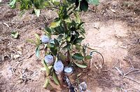 SDI using wastewater for lemons with tensiometers and soil water samplers