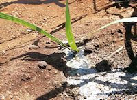 Surfacing problem from SDI with sugarcane wastewater