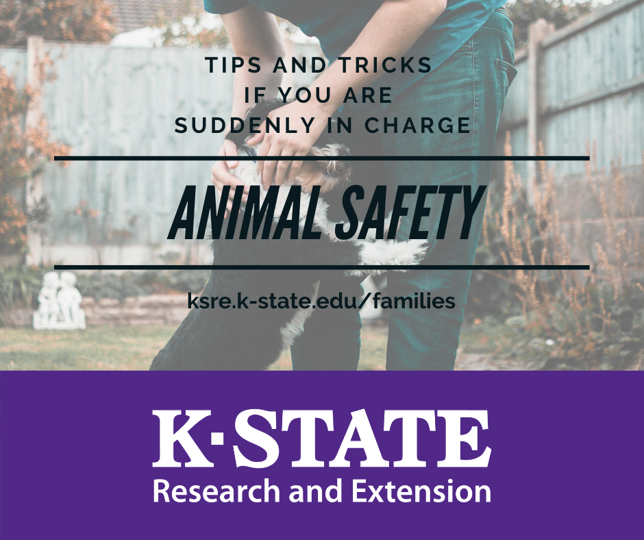 Animal Safety