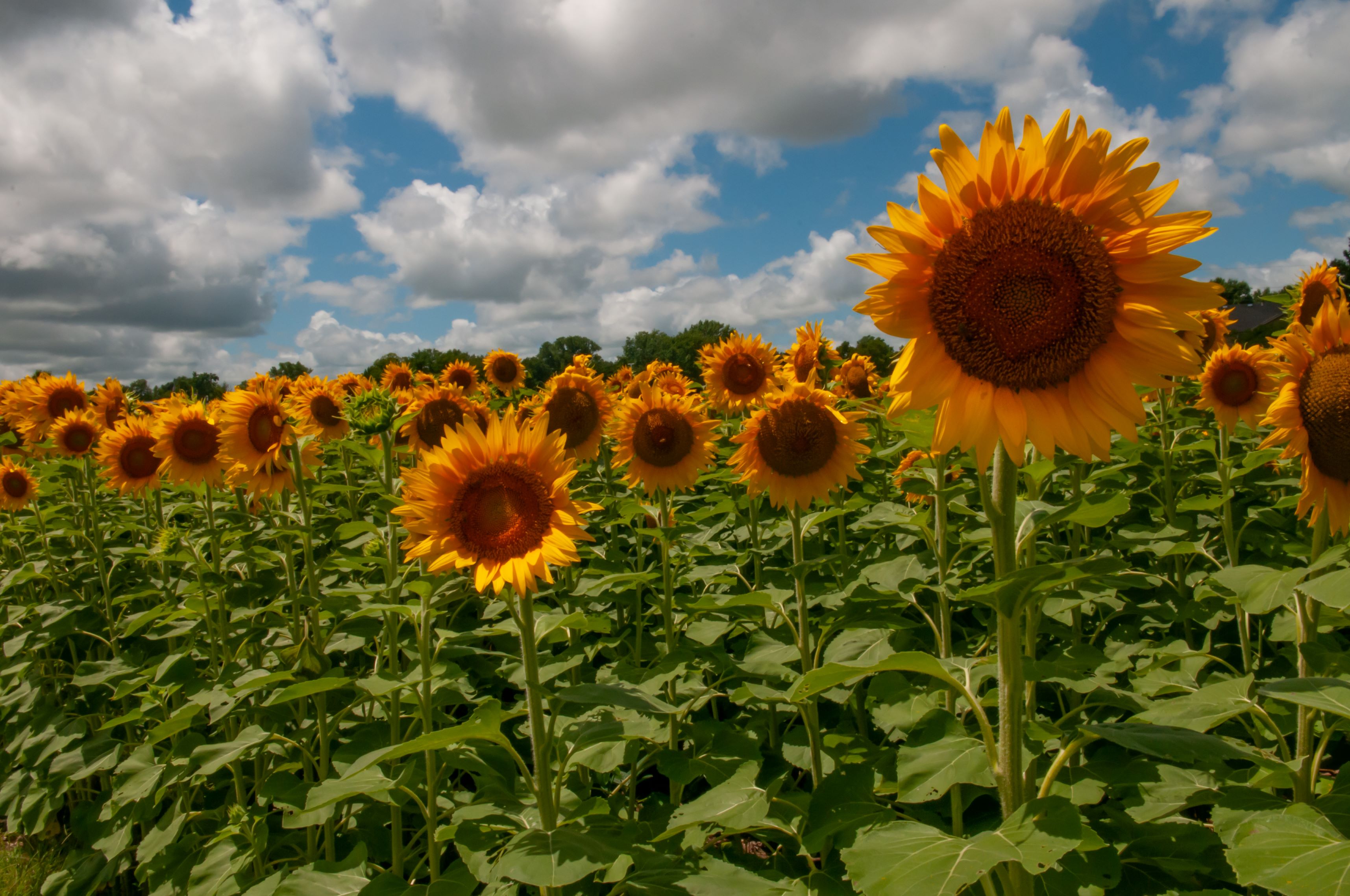 KS-sunflowers