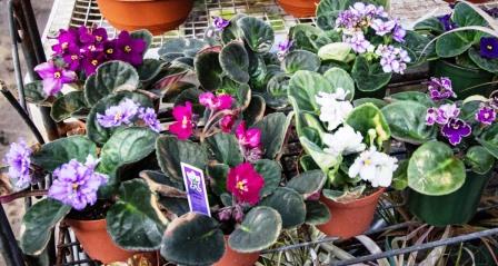 Assorted colors of African violets