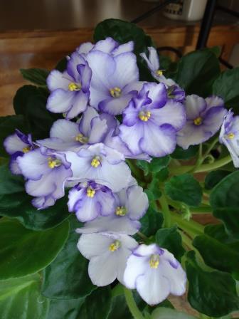 African violet flowers
