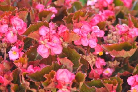 Fiberous begonia flowers