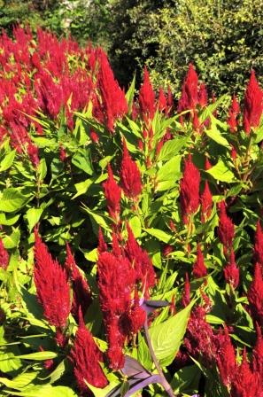 Red celosia flowers