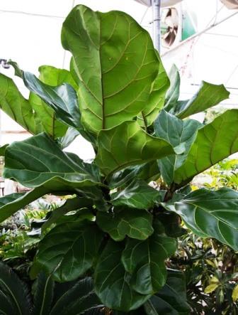 Ficus (Fiddleleaf fig)