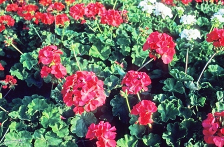 Zonal geranium flowers and foliage