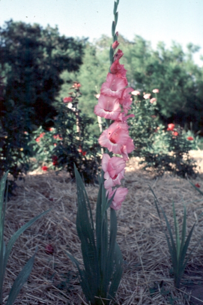 Gladiolus plant
