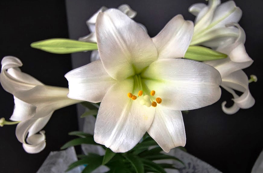 Easter lily flowers